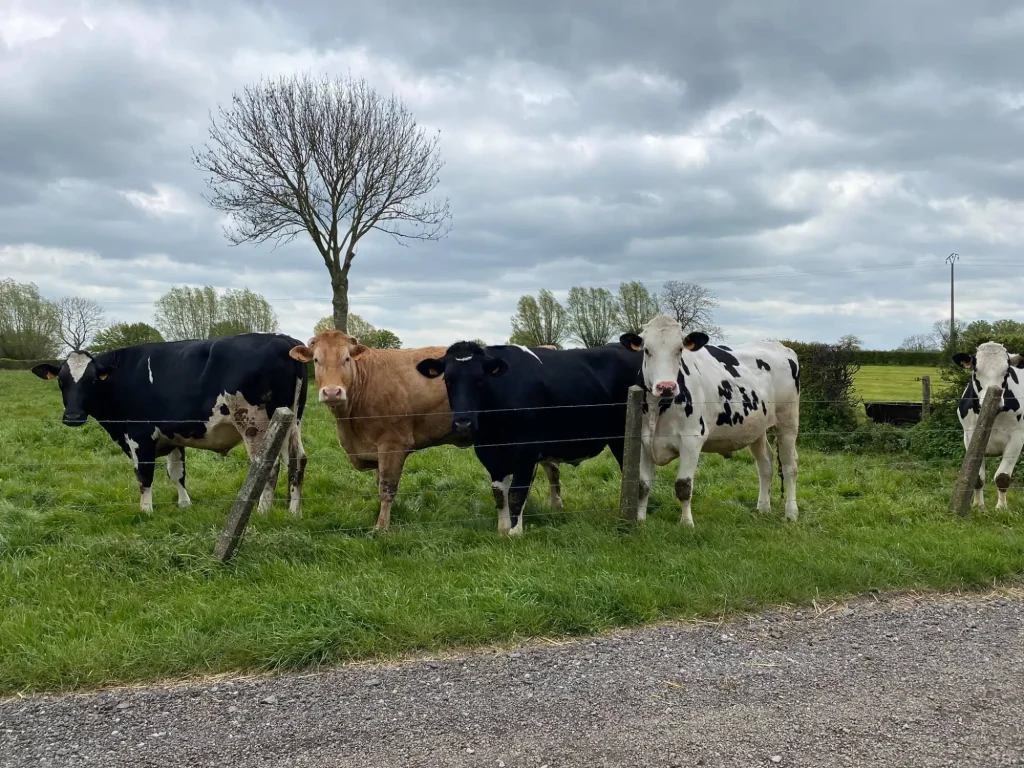 troupeau de vache deriière une route